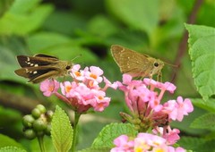 Polytremis lubricans