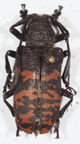 Ceroplesis militaris