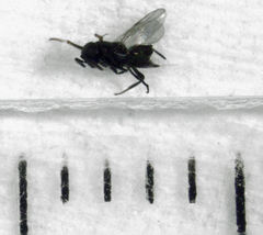 Coccidoctonus dubius