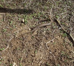 Chalcides ocellatus tiligugu