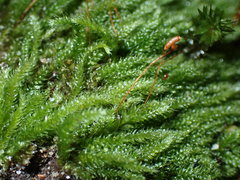 Herzogiella seligeri