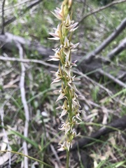 Prasophyllum pruinosum