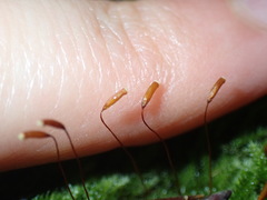 Herzogiella seligeri