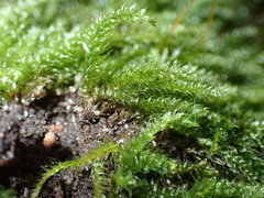 Herzogiella seligeri