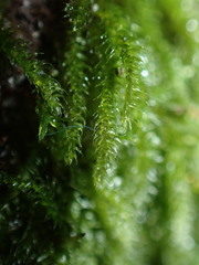 Herzogiella seligeri