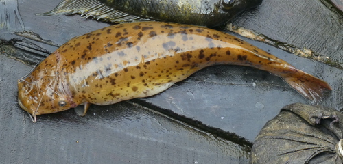 Tanganyika electric catfish (Malapterurus tanganyikaensis) — Malapteruridae