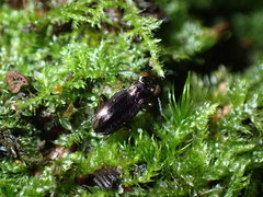 Notiophilus rufipes