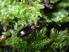 Notiophilus rufipes