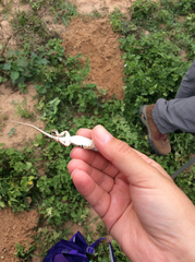 Holbrookia propinqua