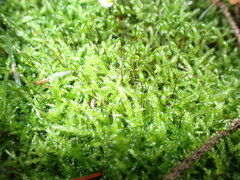 Sciuro-hypnum curtum