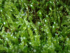 Sciuro-hypnum curtum