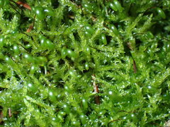 Sciuro-hypnum curtum