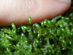 Sciuro-hypnum curtum