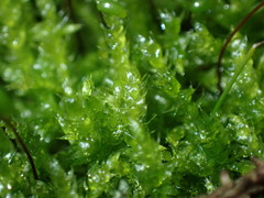 Sciuro-hypnum curtum