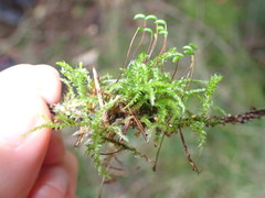 Sciuro-hypnum curtum