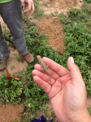 Holbrookia propinqua