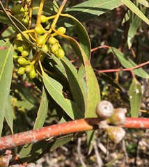 Eucalyptus porosa