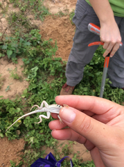 Holbrookia propinqua