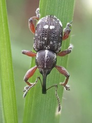 Aoplocnemis rufipes