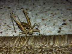 Pachytrachis gracilis