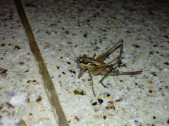 Pachytrachis gracilis