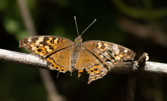 Junonia erigone