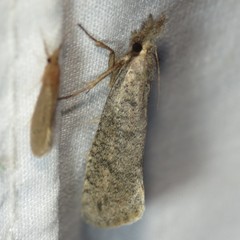 Acrolophus mortipennella