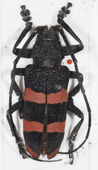 Ceroplesis orientalis