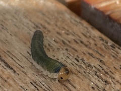 Monostegia abdominalis