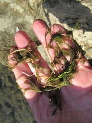 Ranunculus kauffmannii