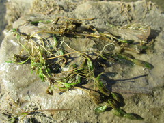 Ranunculus kauffmannii