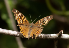 Junonia erigone