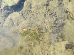 Ranunculus kauffmannii