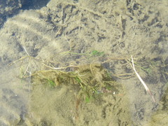 Ranunculus kauffmannii