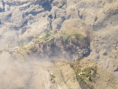 Ranunculus kauffmannii