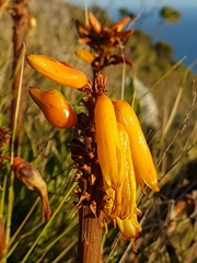 Aloiampelos commixta