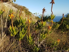 Aloiampelos commixta