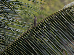 Philemon inornatus