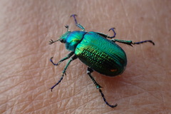 Diphucephala colaspidoides