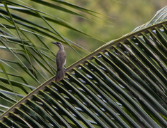 Philemon inornatus