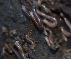 Cylindroiulus parisiorum