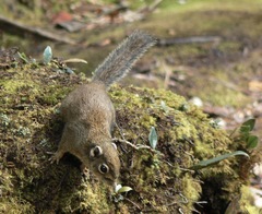 Sundasciurus jentinki