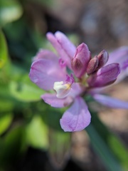Rhinotropis californica