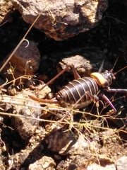 Lluciapomaresius stalii