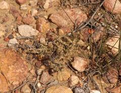 Psammotropha quadrangularis