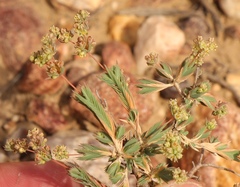 Psammotropha quadrangularis