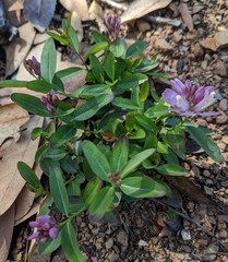 Rhinotropis californica