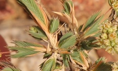 Psammotropha quadrangularis