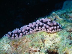 Phyllidiopsis