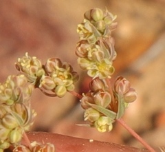 Psammotropha quadrangularis